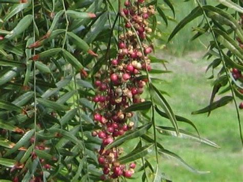 胡椒木花語|コショウボク（胡椒木） (Schinus molle)の特徴,育て。